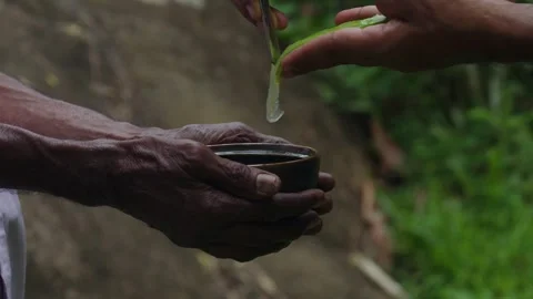 Raw Aloe Vera into a cup Video stock 288237349