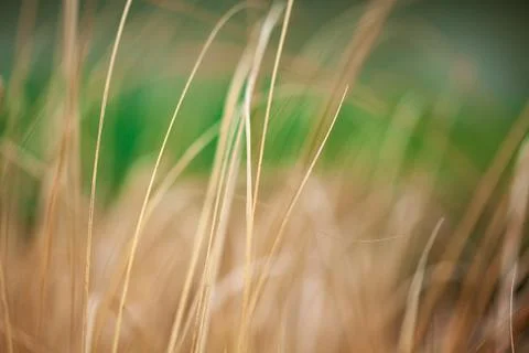 Raw and dry millet fodder for livestock in India 스톡 사진