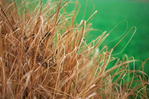 Raw and dry millet fodder for livestock in India Stock Photos