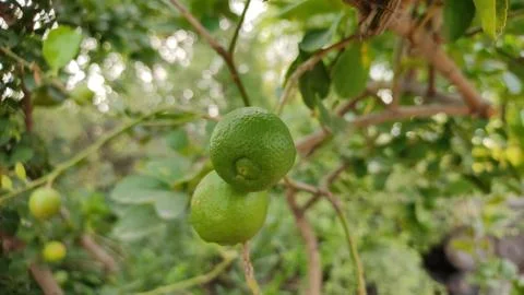 Raw and growing lemon on the tree, close up view Stock Photos