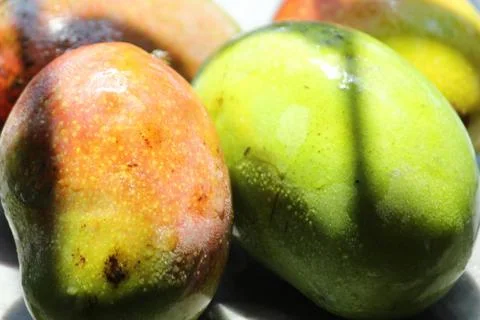 Raw and ripe fresh mango close display under daylight in summer season. Stock Photos