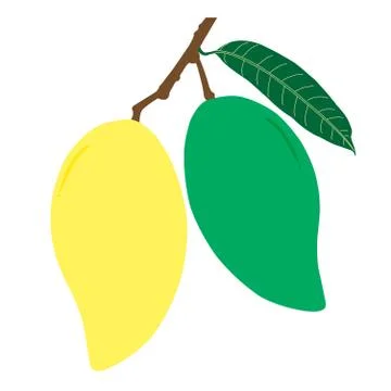 Raw and ripe mango and leaf with branch Stock Illustration