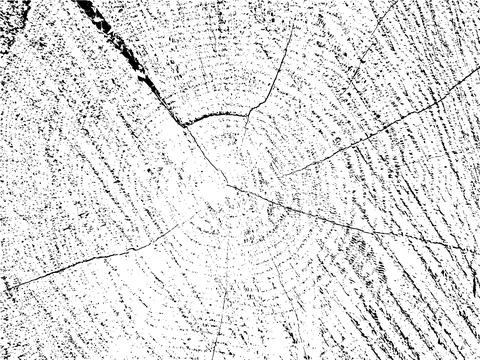 Raw and rustic vector texture of a plum tree cross-section Stock Illustration