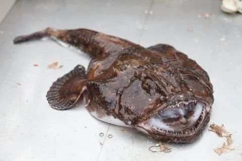 Raw angler fish Stock Photos