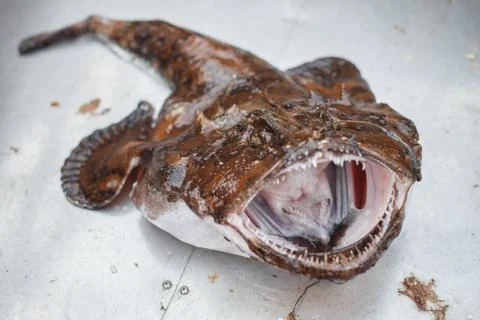 Raw angler fish Stock Photos