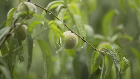 Raw apple on the tree Stock Footage 78164064