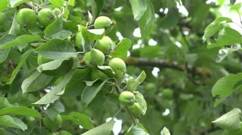 Raw apples Stock Footage 11399940