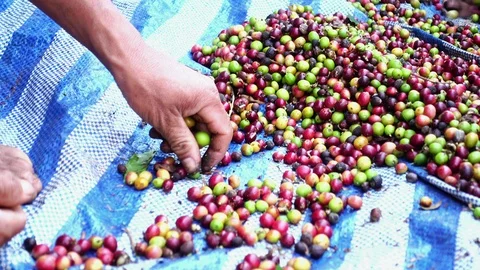 Raw arabica coffee beans selection manual process, 4K Stock Footage 97548369