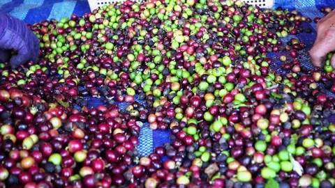 Raw arabica coffee beans selection manual process, 4K Stock Footage 97548850