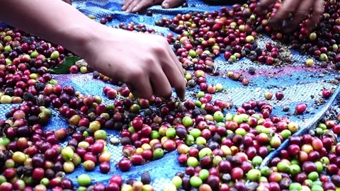 Raw arabica coffee beans selection manual process, 4K Stock Footage 97550741
