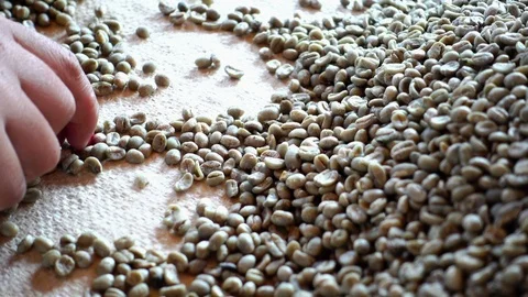 Raw arabica coffee beans selection manual process, 4K Stock Footage 97551231