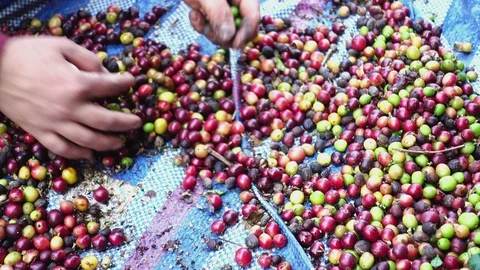 Raw arabica coffee beans selection manual process, 4K Stock Footage 97553417
