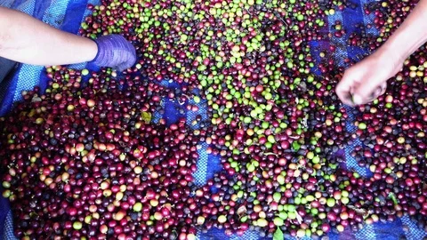 Raw arabica coffee beans selection manual process, 4K Stock Footage 97553788