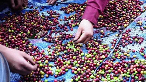 Raw arabica coffee beans selection manual process, 4K Stock Footage 97555168