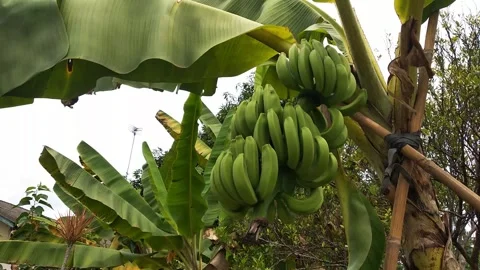 Raw banana on the tree Stock Footage 295046470