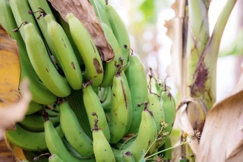 Raw banana on tree. Stock Photos
