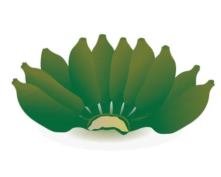 Raw banana on white background Stock Illustration