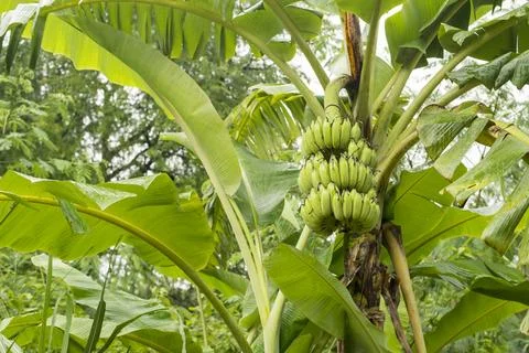 Raw bananas are on the tree. Stock Photos