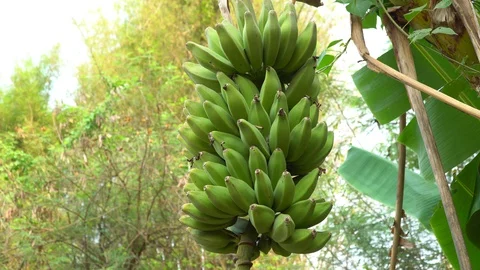 Raw bananas fruit on trees and nature after rain. Stock Footage 128215147