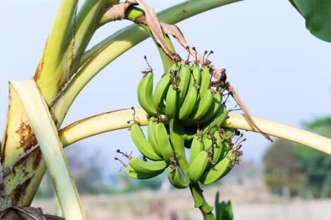 Raw bananas on the tree Stock Photos