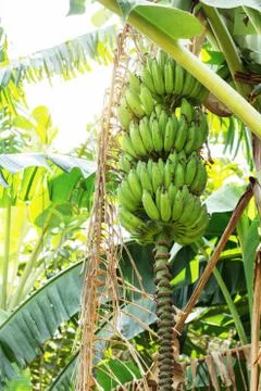 Raw bananas on tree. Stock Photos