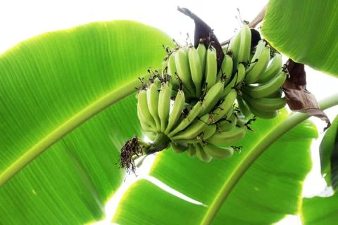 Raw bananas on tree. Stock Photos