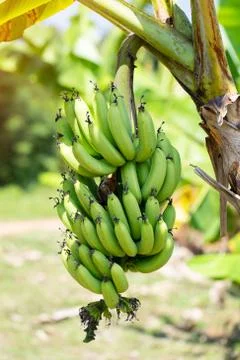 Raw bananas on the tree Stock Photos