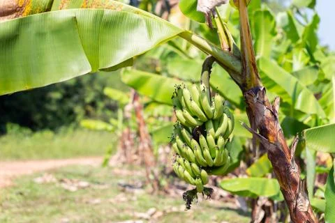 Raw bananas on the tree Foto stock