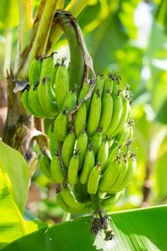 Raw bananas on the tree Stock Photos