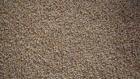 Raw barnyard millet Stock Footage 152201244