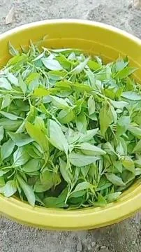 Raw Basil Leaves Stock-Fotos