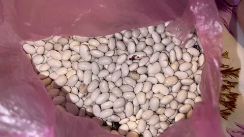 Raw beans are collected in the plastic bag Video stock 221784502