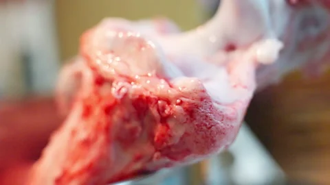 Raw beef bone with blood for domestic pets feeding, bone wastes full of Stock Footage 344648341