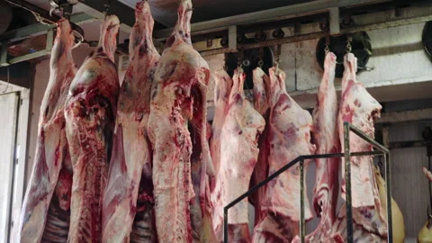 Raw Beef Carcasses Hung On Hooks In A Slaughterhouse. low angle, tilt down Stock Footage 161688487