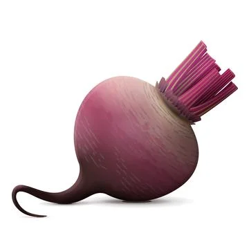 Raw beetroot without leaves close up Stock Illustration