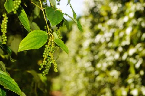 Raw black pepper Stock Photos