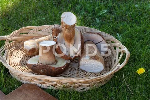 Raw Boletus Mushrooms Stock Photos