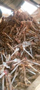 Raw bones Foto stock