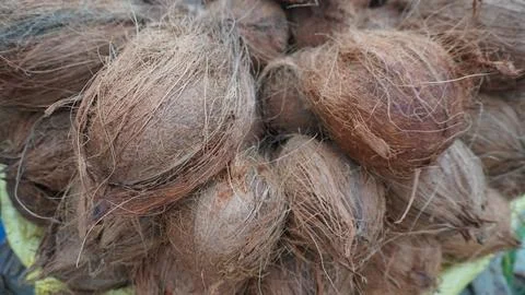 Raw Brown Coconuts on Display at a Tropical Street Market Stall Stock Photos