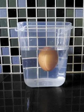 Raw Brown Egg Floating in Plastic Water Container Against Mosaic Tile Wall .. Stock Photos