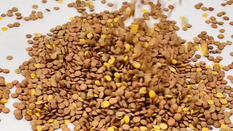 Raw brown lentils falling on white background, horizontal format, slow motion Stock Footage 336847746