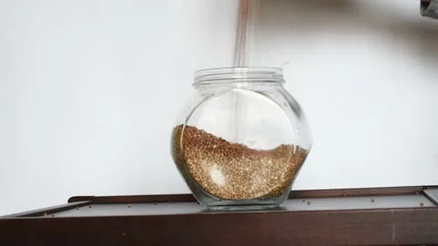 Raw buckwheat seeds falling into glass jar. Healthy dietary grains for cooking Stock Footage 170079999
