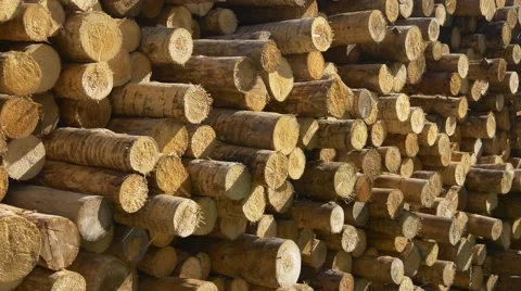 Raw building timber Stock Footage 66792820