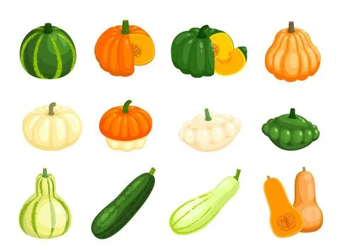 Raw butternut pumpkin, zucchini, squash vegetables Stock Illustration