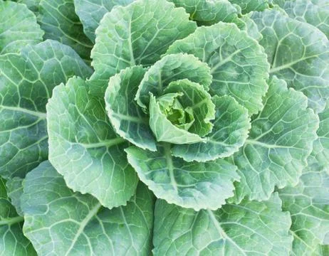 Raw Cabbage Crop Stock Photos