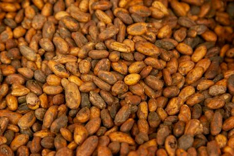Raw cacao beans Stock Photos