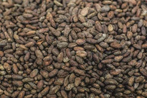 Raw cacao beans Stock Photos