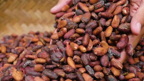 Raw Cacao Beans Spilling from Hands, Bali Stock Footage 147268437