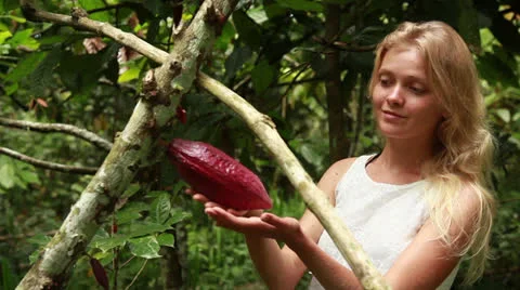 Raw Cacao Stock Footage 26217142