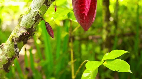 Raw Cacao Stock Footage 26217429